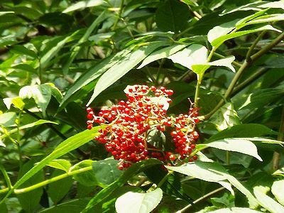 写真:赤い実と濃い緑色の葉の対比が美しいニワトコ