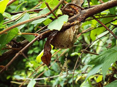 写真:枝の下に隠すように産みつけられた卵しょうから子カマキリがぶらさがるように出てきている