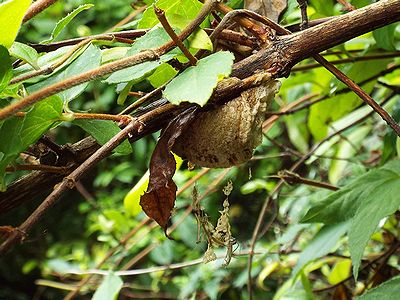 写真：枝の下に隠すように産みつけられた卵しょうから子カマキリがぶらさがるように出てきている