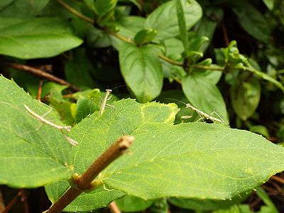 写真:葉の上に3匹の子カマキリ、まだ体の色は白い