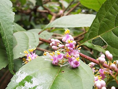 写真:紫色の小花をたくさんつけているムラサキシキブ