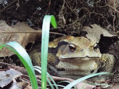 写真:土の窪んだ場所に身をひそめるアズマヒキガエル