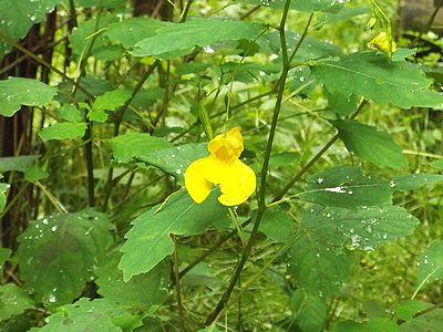 写真:提灯のように吊り下がって黄色い花が咲くキツリフネ