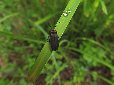 写真:ヘイケボタルに似るオバボタル