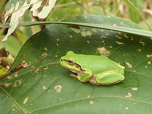 写真:緑色で目の横に黒い線の入るニホンアマガエル