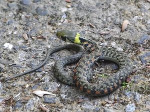 写真:首に黄色い紋のあるヤマカガシ