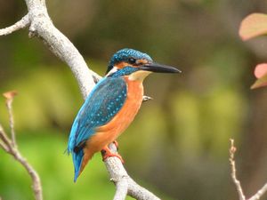 写真:川の宝石と呼ばれる青い鳥カワセミ