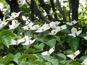 写真:花びらのような大きな白い苞をひろげるヤマボウシ