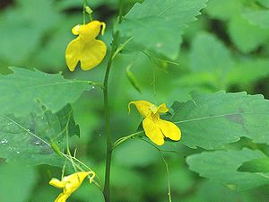 写真:袋状の花を横向きに咲かすキツリフネ