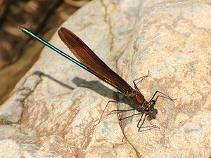 写真:茶色い翅と緑色の体のミヤマカワトンボ