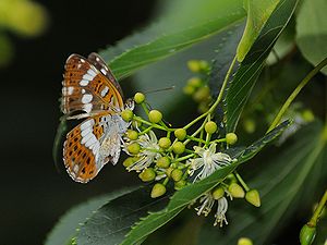 写真:シナノキの花で吸蜜するイチモンジチョウ