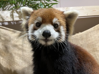 写真:レッサーパンダのフラン