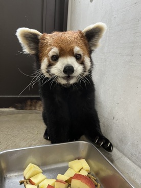写真:レッサーパンダのフラン