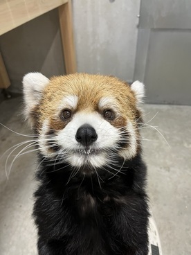 写真:レッサーパンダのライム