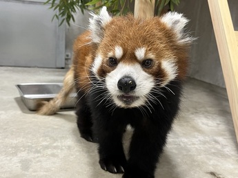 写真:レッサーパンダの桃桃