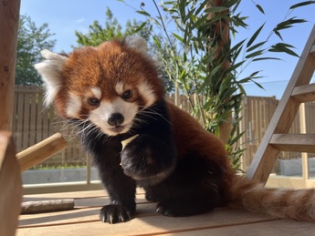 写真:レッサーパンダの桃桃