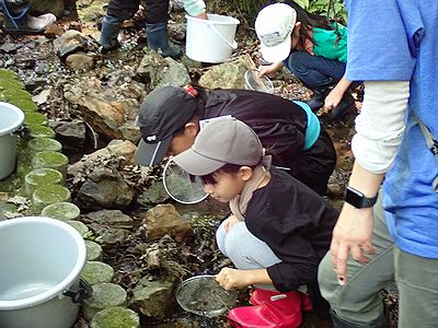 写真:沢で生きものを探す参加者