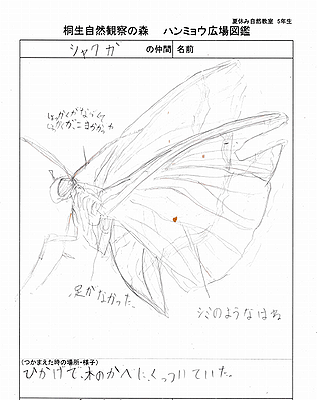 写真:画面一杯に描かれた白い美しい我