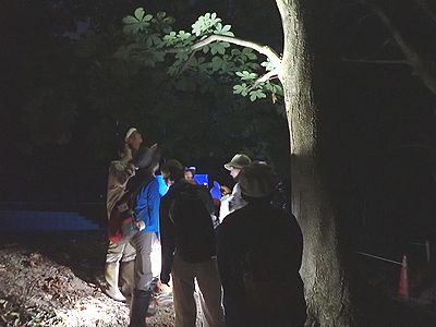 写真:夜の森を散策する参加者