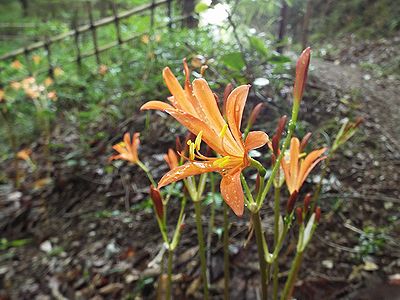 写真:オレンジ色の花キツネノカミソリ