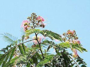 写真:見上げると青空を背景にピンク色のネムの花が咲いている