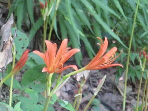 写真:林の木陰に目立つ朱色の花