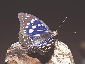 写真:黒地に青紫色の紋が美しい蝶