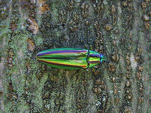 写真:玉虫之厨子に使われている緑色に光る羽をもつタマムシ