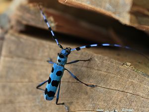 写真:水色の体に黒い斑紋が並ぶ大型のカミキリムシ