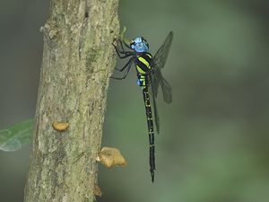 写真:木に垂直にとまる水色の大きな目をした大型トンボ