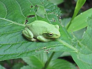 写真:葉っぱの上にちょこんと乗っているカエル、アマガエルに似るが全身黄緑色