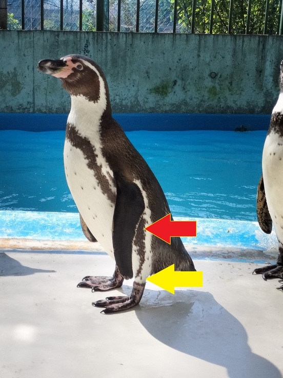 フンボルトペンギンの膝とかかとの位置