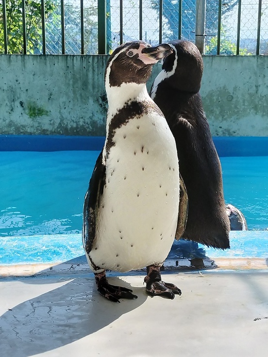 フンボルトペンギンの正面の写真