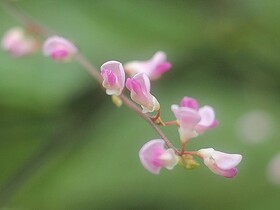 写真:ピンク色の小さい花を咲かすヌスビトハギ