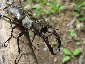 写真:頭部がかくばているミヤマクワガタ