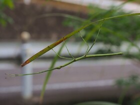 写真:枝そっくりのに擬態しているナナフシモドキ