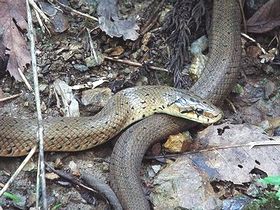 写真:首のくびれがちいさく寸胴に見える蛇