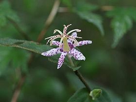 写真:白地に紫色の斑点模様の花弁を広げるヤマジノホトトギス