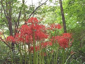 写真:木陰に赤色の花が映えるヒガンバナ
