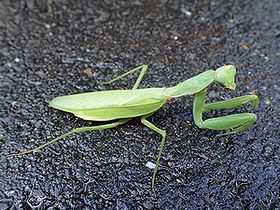 写真:視線をカメラに向けるハラビロカマキリ