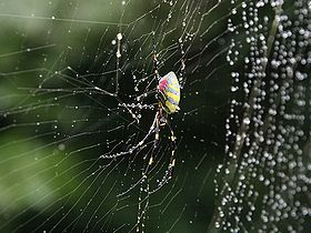 写真:ジョロウグモと水滴のキラキラ光る素