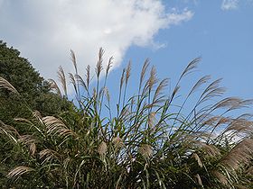 写真:ススキとその後ろに広がる秋の青空