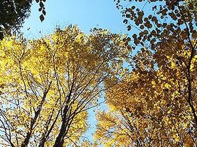 写真:黄色く色づいたカツラの大木