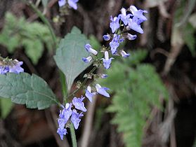 写真:木陰に咲く紫色の小花ヤマハッカ