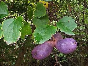 写真:紫色に熟したミツバアケビの実