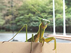 写真:看板の上から上半身をだしているオオカマキリ