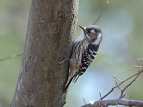 写真:キツツキの仲間、コゲラ