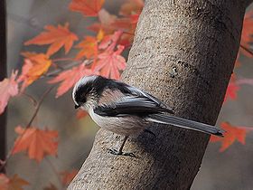 写真:丸いからだに長めの尾を持つエナガ