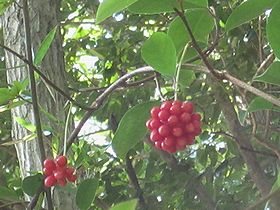 写真:和菓子のかのこのような形のサネカズラ