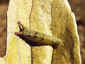 写真:落ち葉について越冬するオオムラサキの幼虫